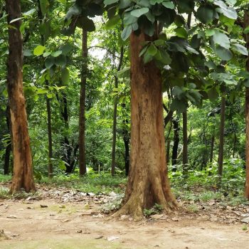 Teak Banner-1 Teak Banner-1